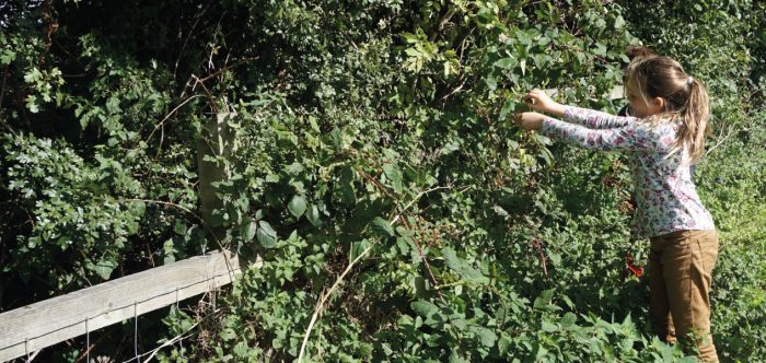 A girl picking berries from an overgrown hedgerow