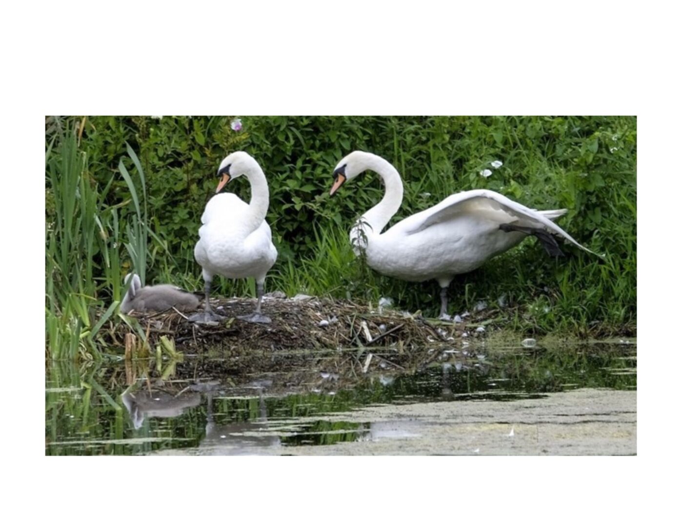 Two Swans and a cygnet on their nest