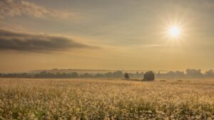 Photo: Dewy Daisies at Dawn