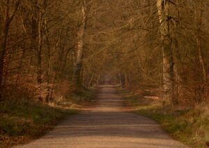 Photo of Savernake Grand Avenue - Autumn